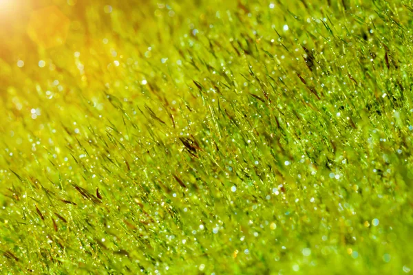 Bark and moss — Stock Photo, Image