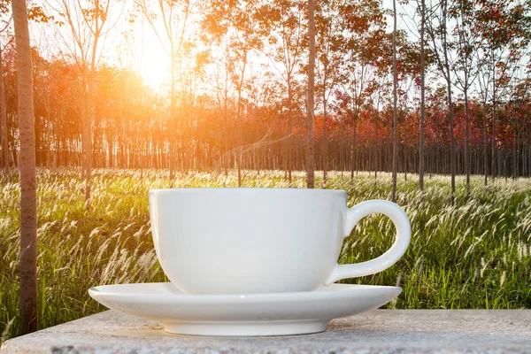 Café du matin et lever du soleil dans le jardin en latex — Photo