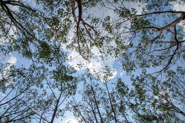 Paesaggio di alberi di gomma — Foto Stock