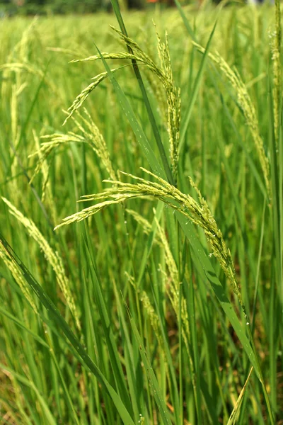 Plante de riz dans la rizière — Photo