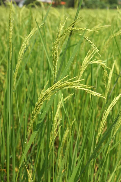 Рисовый завод на рисовом поле — стоковое фото