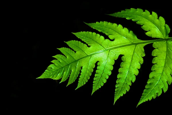 蕨类植物的新鲜绿色的树叶 — 图库照片