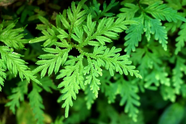 Folhas verdes frescas de um feto — Fotografia de Stock