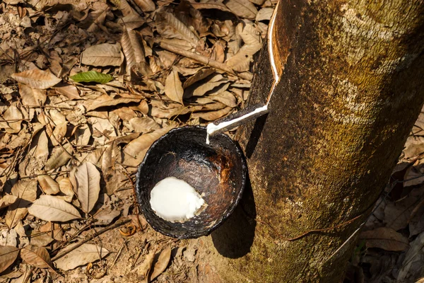Látex leitoso extraído gota de água da árvore de borracha para em um wo — Fotografia de Stock