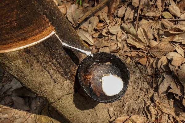 Látex lechoso extraído gota de agua de árbol de goma para en un wo —  Fotos de Stock