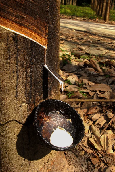 Melkachtig latex uitgepakte druppel water uit para rubberboom in een wo — Stockfoto