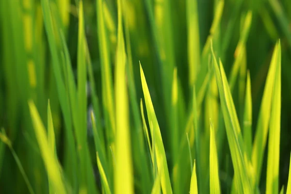 Рисова рослина на рисовому полі — стокове фото