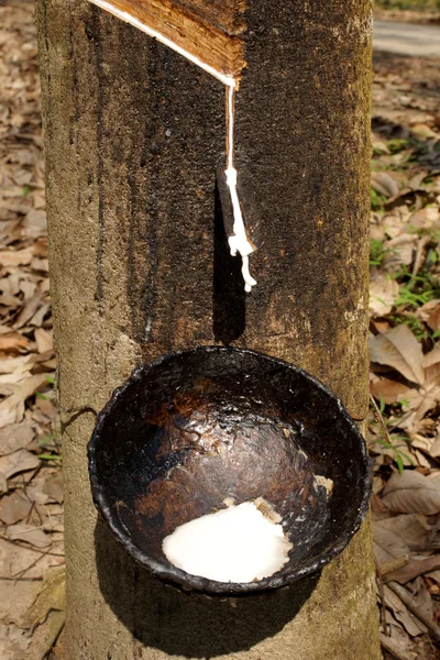 Milchiges Latex extrahiert Tropfenwasser aus Para-Gummibaum in eine — Stockfoto