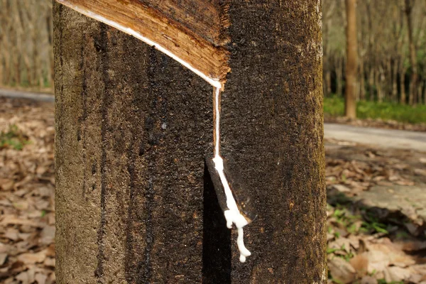 Молочный латекс извлекает капельную воду из каучукового дерева в Во — стоковое фото
