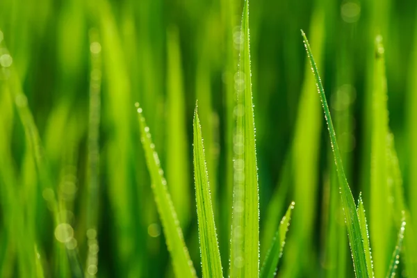 Roślina ryżowa na polu ryżu — Zdjęcie stockowe