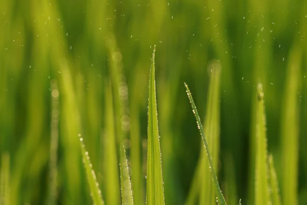 Roślina ryżowa na polu ryżu — Zdjęcie stockowe