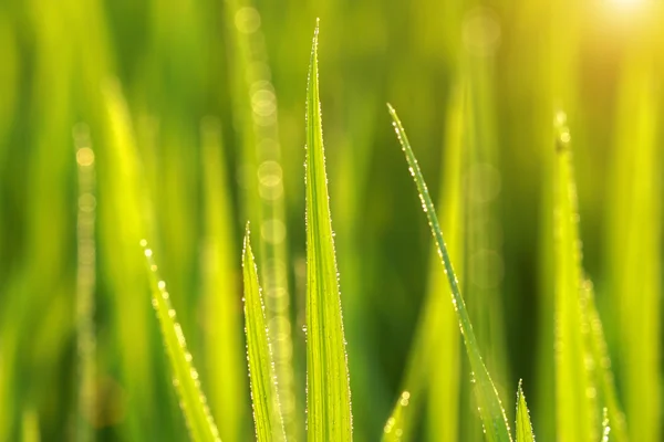 Planta de arroz no campo de arroz — Fotografia de Stock