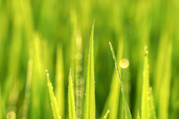 Planta de arroz no campo de arroz — Fotografia de Stock