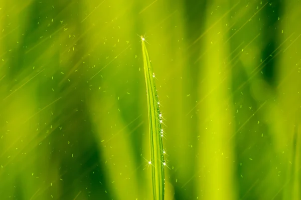 Rice plant in rice field — Stock Photo, Image