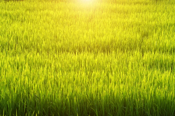 Planta de arroz en el campo de arroz —  Fotos de Stock