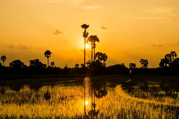 Palmbomen suiker en rijst veld — Stockfoto
