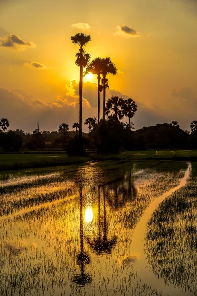 Palmbomen suiker en rijst veld — Stockfoto