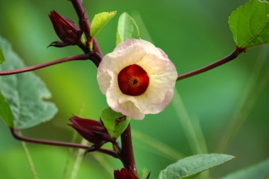 Hibiscus sabdariffa veya roselle meyve çiçek