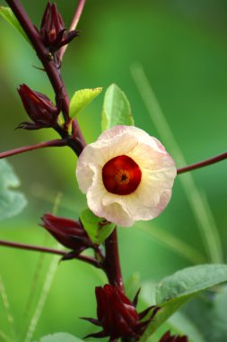 Hibiscus sabdariffa veya roselle meyve çiçek