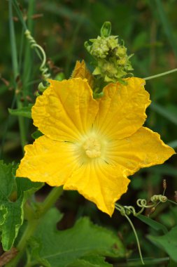 Asma üzerinde büyüyen sarı kabak çiçeği.