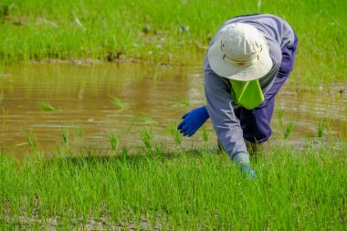 Çiftçilerin pirinç pilav alana Ekim.