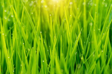 Pirinç tarlasında pirinç bitkisi