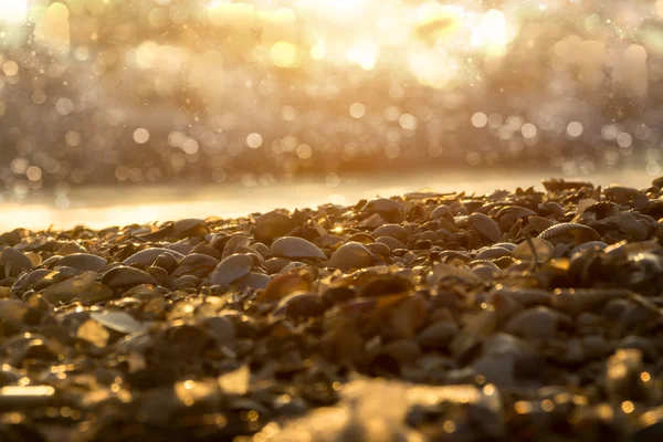 Mušle na pláži před východem slunce. — Stock fotografie