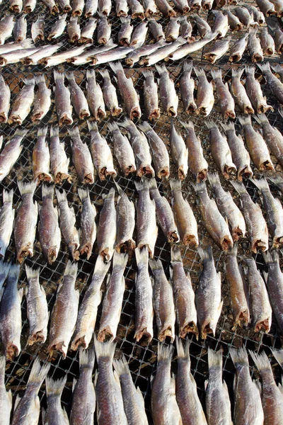 Dried fish used in Asian cuisine — Stock Photo, Image