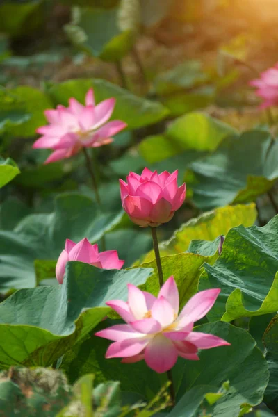 Hermoso loto — Foto de Stock