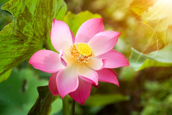 Prachtige lotus — Stockfoto