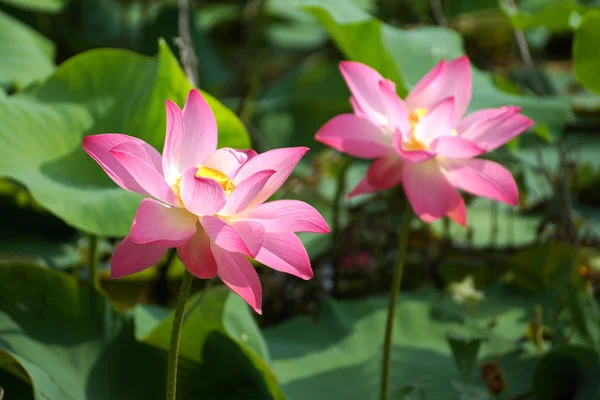 Beautiful lotus — Stock Photo, Image