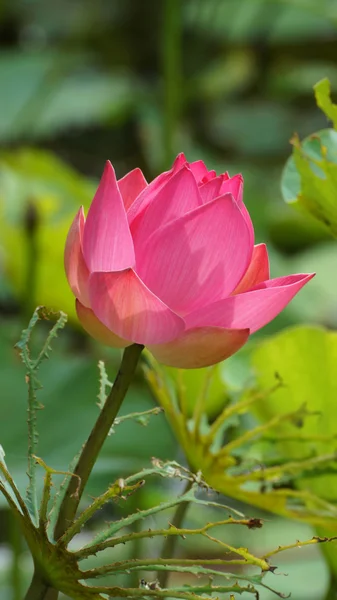 Vackra lotus — Stockfoto