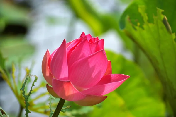 Prachtige lotus — Stockfoto