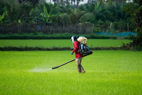 農民が田んぼに除草剤の散布. — ストック写真