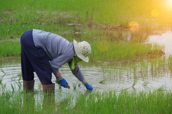 Farmers are planting rice in a rice field. — Stock Photo, Image