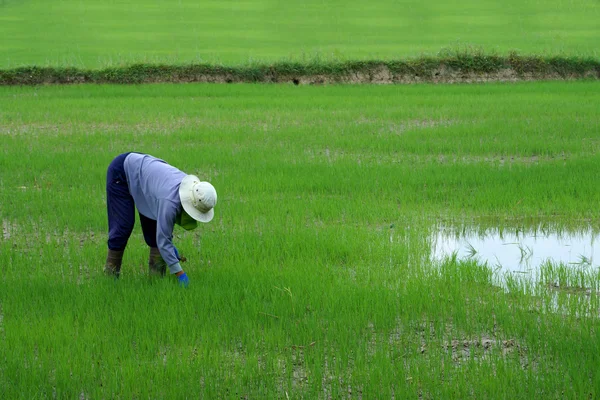 농부는 쌀 필드에 쌀을 심기. — 스톡 사진