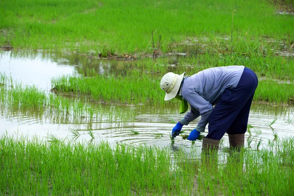 Farmers are planting rice in a rice field. — Stock Photo, Image