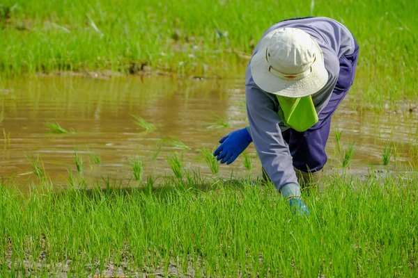 Los agricultores están plantando arroz en un campo de arroz . —  Fotos de Stock