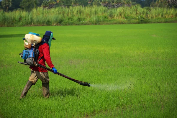 Farmers were spraying herbicides in rice field. — Stock Photo, Image