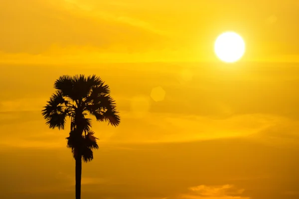 Sugar palm trees with sunset. — Stock Photo, Image