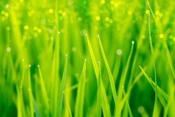 Planta de arroz no campo de arroz — Fotografia de Stock