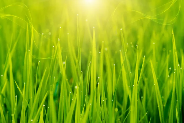 Rice plant in rice field — Stock Photo, Image