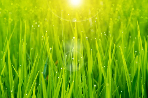 Rice plant in rice field — Stock Photo, Image