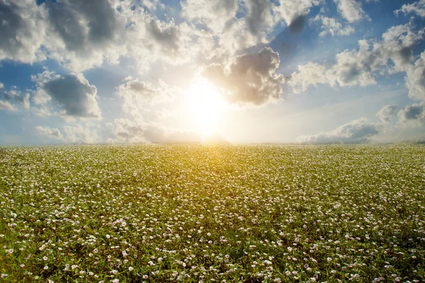 Morning glory — Stockfoto