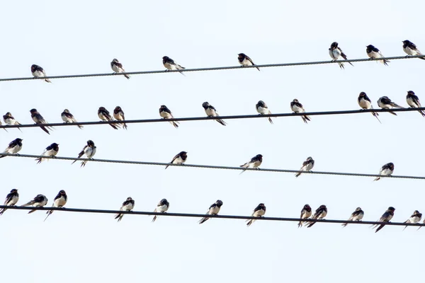 Silhouettes of common swallows — Stock Photo, Image