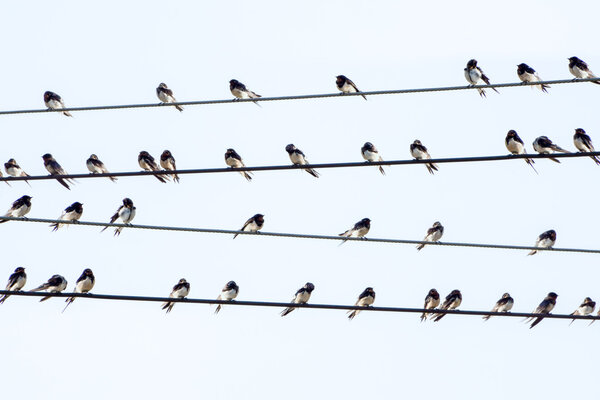 silhouettes of common swallows 
