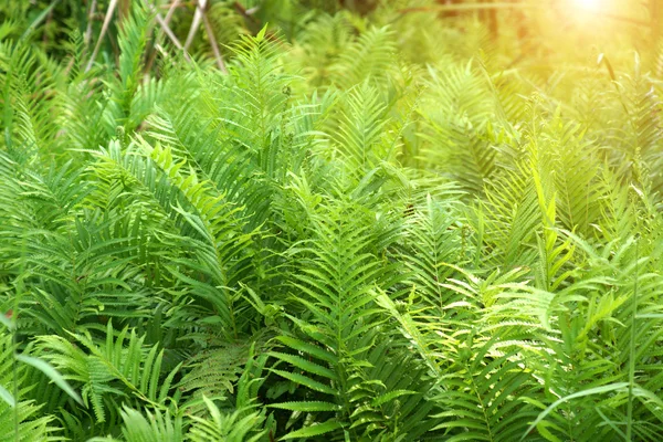 Fresh green fern leaves — Stock Photo, Image