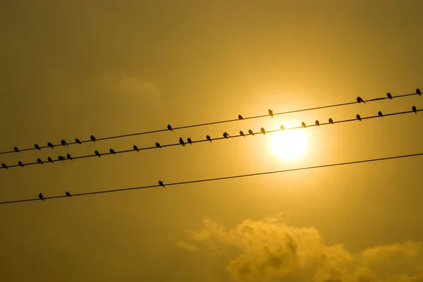 Silhouettes d'hirondelles communes — Photo