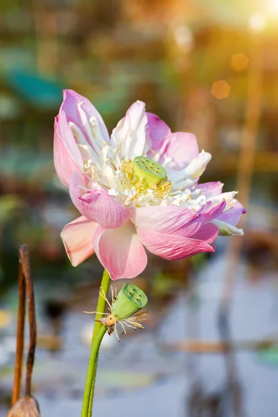 Blooming lotus flower — Stock Photo, Image