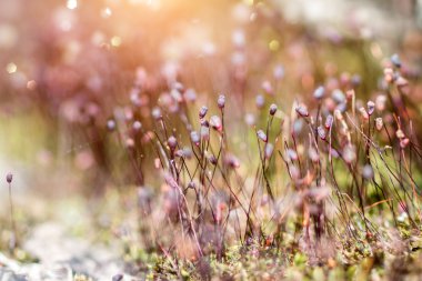 Bu bağırmak ve yosun